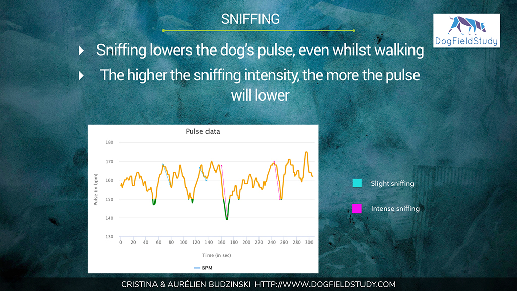 Effect of sniffing on dog's pulse