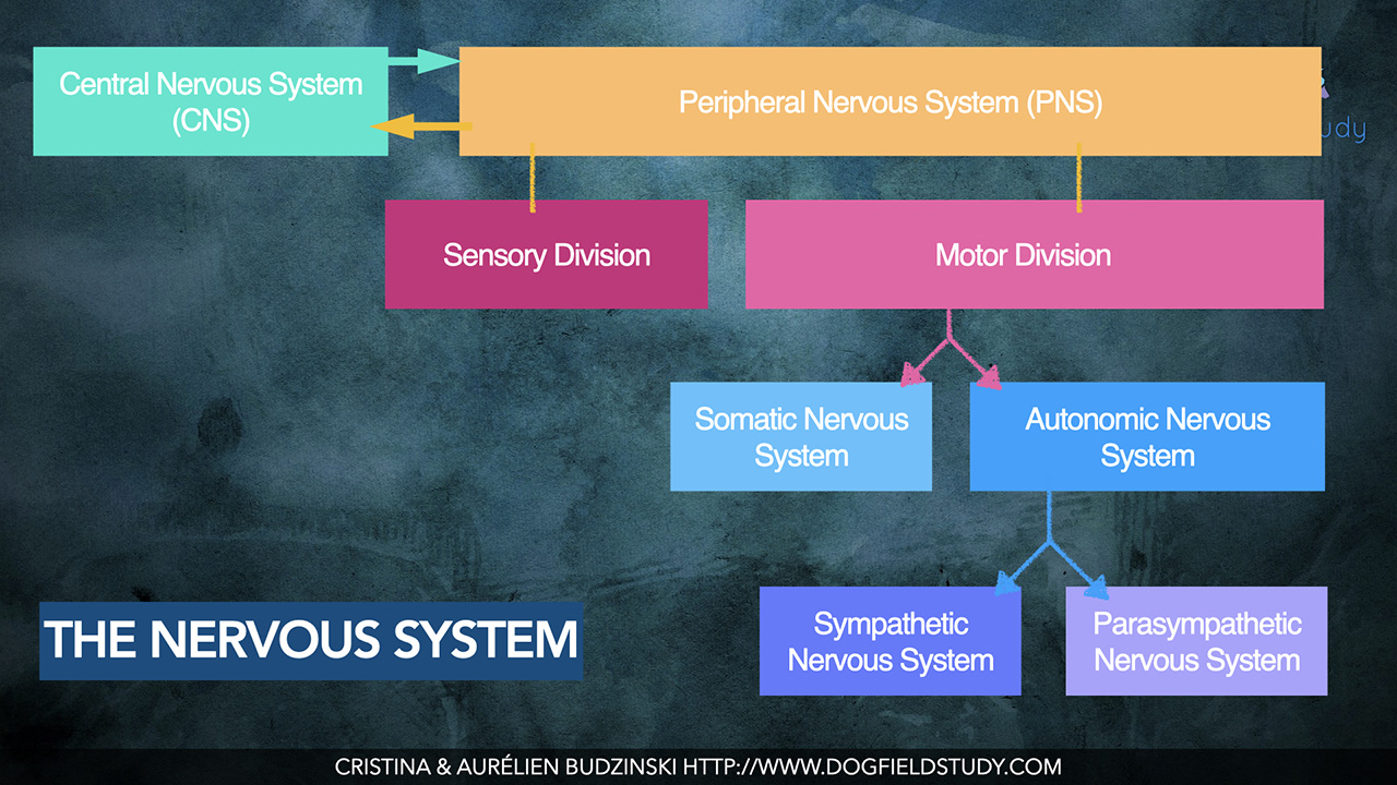 the nervous system