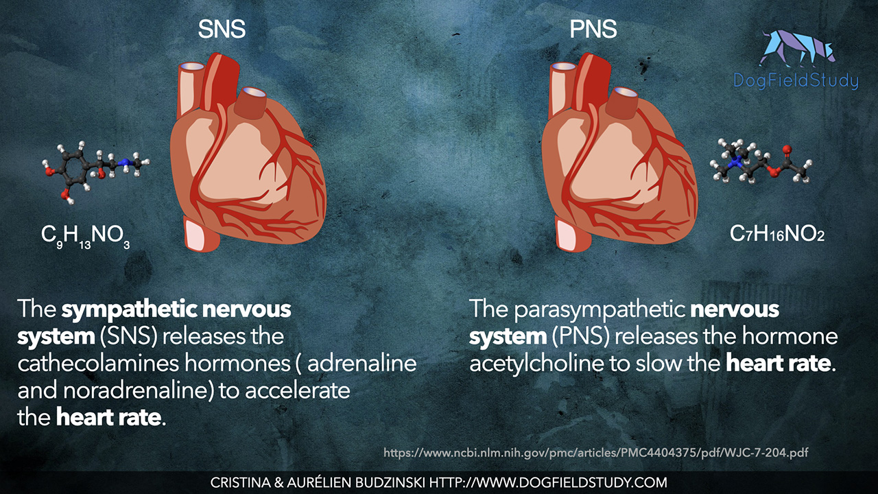 hormones